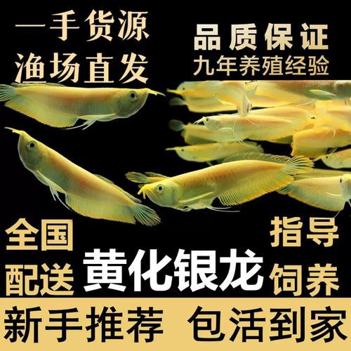 金龍魚跟銀龍魚可以一起養嗎圖片