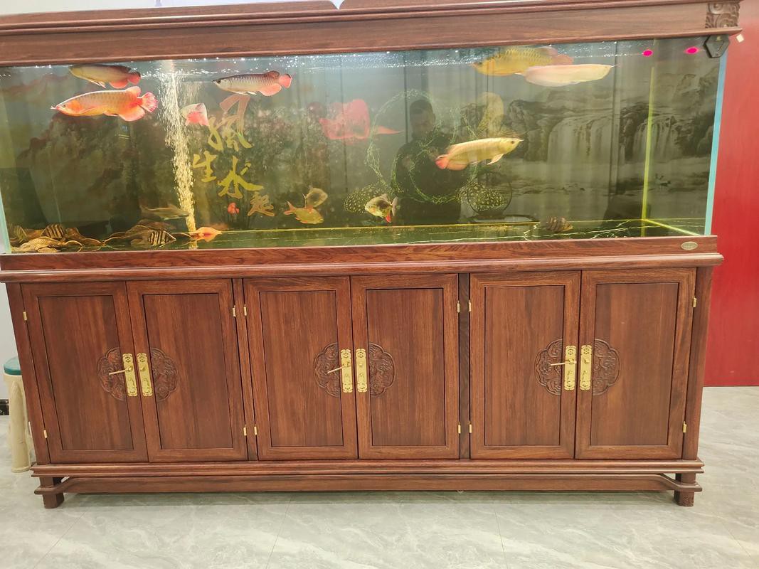 金龍魚跟銀龍魚可以一起養嗎圖片