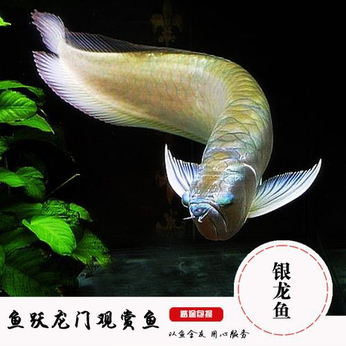 金龍魚跟銀龍魚可以一起養嗎圖片