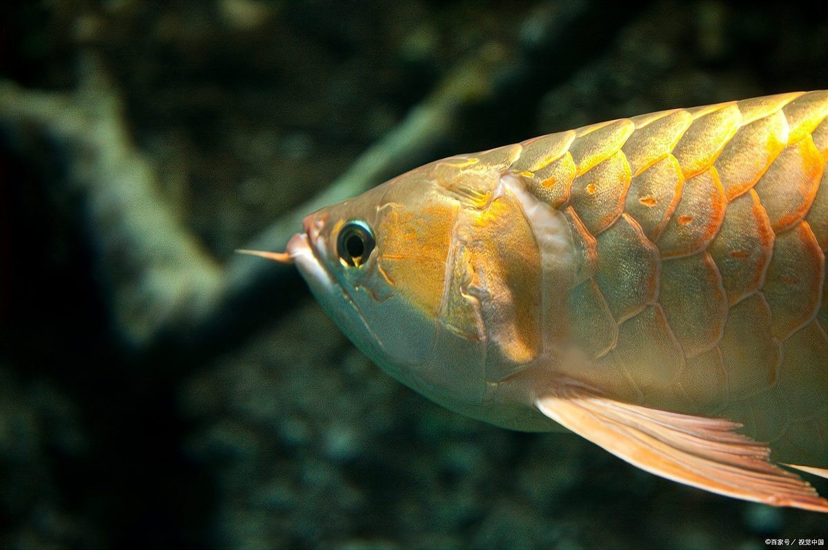 金龍魚跟銀龍魚可以一起養嗎圖片