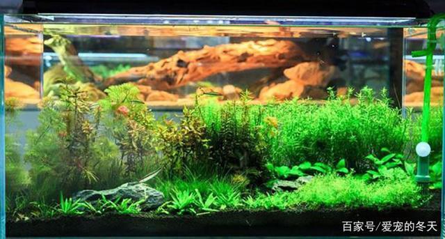 山東錦鱗閣漁業(yè)有限公司（山東錦鱗閣漁業(yè)有限公司招聘）