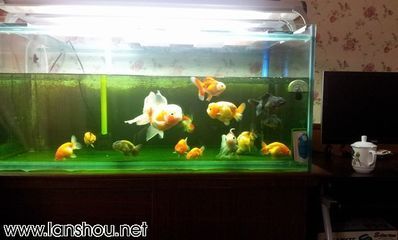 選擇黑魚魚缸需要綜合考慮多個因素，選擇黑魚魚缸需要考慮多個因素：如何根據魚的種類選擇適合的魚缸