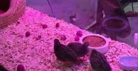 過年期間，魚缸漏水可能會給您帶來一些困擾，以下處理方法：過年期間魚缸漏水可能會給您帶來一些困擾以下處理方法