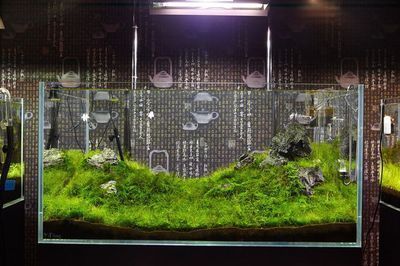 30厘米的魚缸造景,30cm魚缸造景水草搭配技巧小型觀賞蝦養殖要點 魚缸百科 第4張 30厘米的魚缸造景,30cm魚缸造景水草搭配技巧小型觀賞蝦養殖要點 30厘米的魚缸造景,30cm魚缸造景水草搭配技巧小型觀賞蝦養殖要點 魚缸百科 第4張