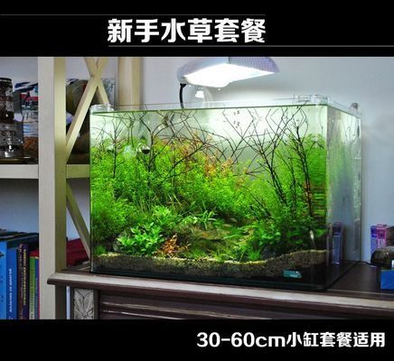 30厘米的魚缸造景，30cm魚缸造景水草搭配技巧小型觀賞蝦養殖要點 30厘米的魚缸造景，30cm魚缸造景水草搭配技巧小型觀賞蝦養殖要點 魚缸百科 第6張