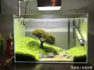 30厘米的魚缸造景,30cm魚缸造景水草搭配技巧小型觀賞蝦養殖要點 魚缸百科 第5張 30厘米的魚缸造景,30cm魚缸造景水草搭配技巧小型觀賞蝦養殖要點 30厘米的魚缸造景,30cm魚缸造景水草搭配技巧小型觀賞蝦養殖要點 魚缸百科 第5張