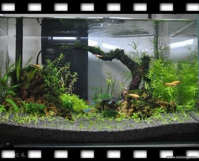 30厘米的魚缸造景,30cm魚缸造景水草搭配技巧小型觀賞蝦養殖要點 魚缸百科 第3張 30厘米的魚缸造景,30cm魚缸造景水草搭配技巧小型觀賞蝦養殖要點 30厘米的魚缸造景,30cm魚缸造景水草搭配技巧小型觀賞蝦養殖要點 魚缸百科 第3張