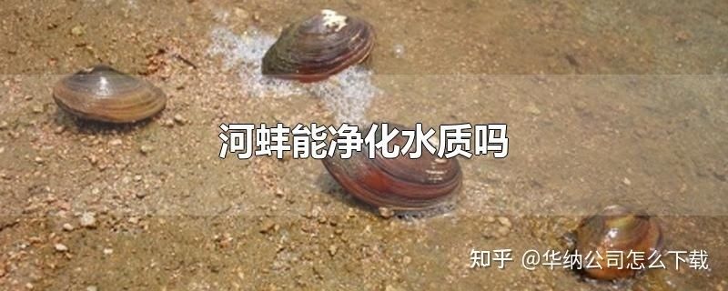 河蚌放魚缸里的凈水效果會導致水源污染：河蚌放魚缸里是否會導致水源污染 河蚌放魚缸里的凈水效果會導致水源污染：河蚌放魚缸里是否會導致水源污染 魚缸百科