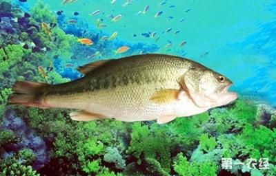 海水魚缸的養護技巧養護技巧海水魚缸的養護技巧：養海魚可以使用海水嗎？