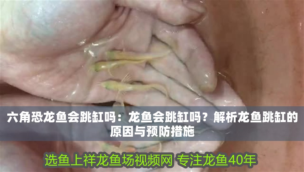 六角恐龍魚會跳缸嗎：龍魚會跳缸嗎？解析龍魚跳缸的原因與預防措施