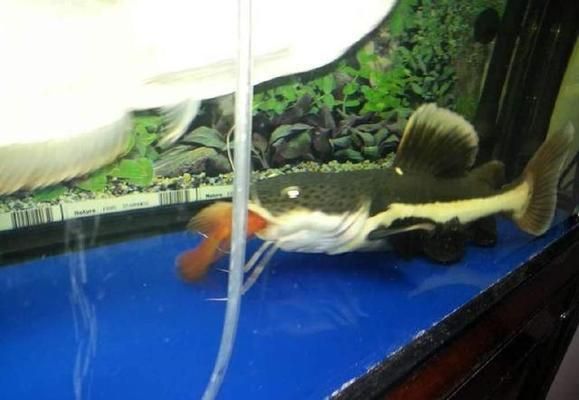 六角恐龍魚會跳缸嗎：龍魚會跳缸嗎？解析龍魚跳缸的原因與預防措施