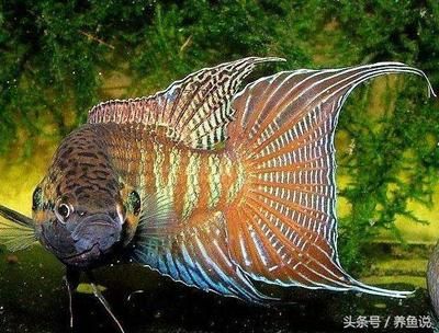 紅龍魚哪里產的最好（紅龍魚怎么養最好）