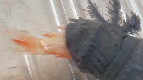 龍魚進食視頻：如何判斷龍魚健康狀態(tài) 龍魚進食視頻：如何判斷龍魚健康狀態(tài) 龍魚百科 第2張