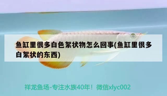 魚缸表面白色絮狀物：魚缸表面出現白色絮狀物可能由多種原因造成