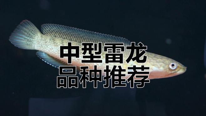 有哪些雷龍魚品種適合拍攝？