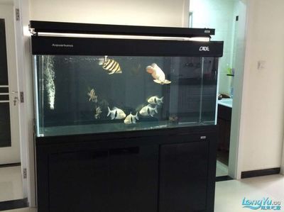彩蝶魚缸售后服務電話號碼（彩蝶魚缸售后服務電話號碼如何查詢）