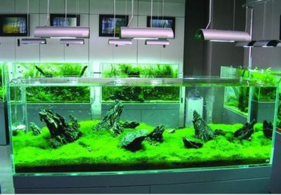 生態魚缸的科學原理：如何構建生態魚缸