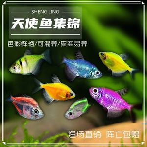 淡水魚魚缸混養的注意事項：淡水魚混養的注意事項
