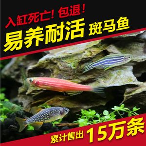淡水魚魚缸混養的注意事項：淡水魚混養的注意事項
