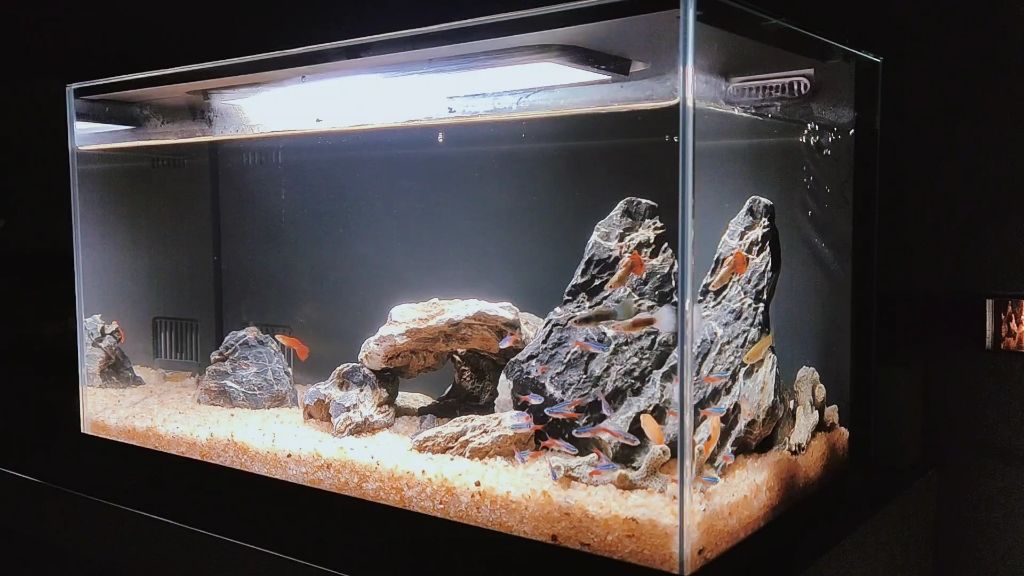 小米魚缸造景方案：小米魚缸造景方案的網址推薦 小米魚缸造景方案：小米魚缸造景方案的網址推薦 魚缸百科 第4張