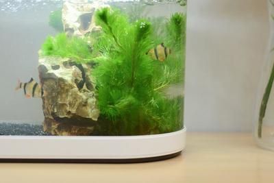 小米魚缸造景方案：小米魚缸造景方案的網址推薦 小米魚缸造景方案：小米魚缸造景方案的網址推薦 魚缸百科 第5張