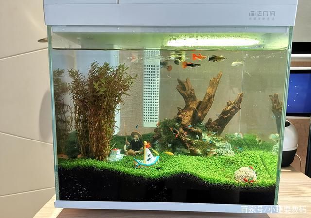 小米魚缸造景方案：小米魚缸造景方案的網址推薦 小米魚缸造景方案：小米魚缸造景方案的網址推薦 魚缸百科 第3張