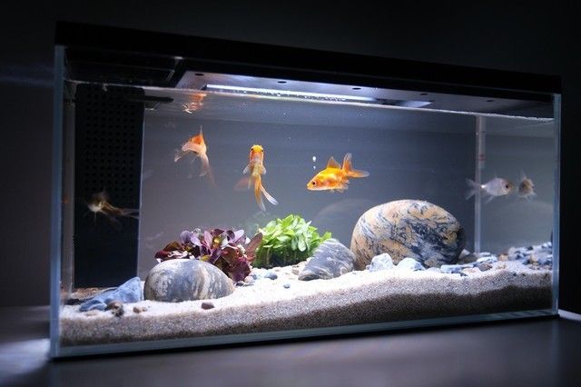 小米魚缸造景方案：小米魚缸造景方案的網址推薦 小米魚缸造景方案：小米魚缸造景方案的網址推薦 魚缸百科 第1張