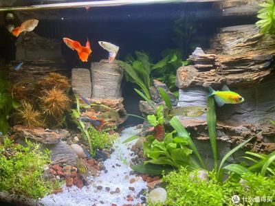 小米魚缸造景方案：小米魚缸造景方案的網址推薦 小米魚缸造景方案：小米魚缸造景方案的網址推薦 魚缸百科 第2張