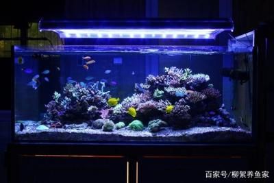 魚缸的設(shè)備怎么安裝步驟：魚缸安裝步驟包括選擇合適的魚缸位置、連接水系統(tǒng)、水質(zhì)測(cè)試