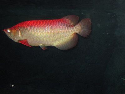 周公解夢夢到紅色金龍魚（夢見紅色金龍魚是一個吉兆象征著財運、熱情和能量）