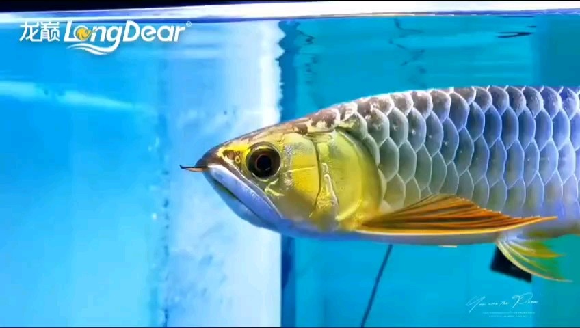 轉(zhuǎn)發(fā)789 轉(zhuǎn)發(fā)789 龍魚論壇