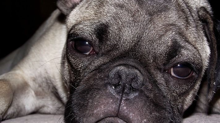 龍魚虎魚魚粑粑是灰白色：如何判斷龍魚消化不良的自然方法