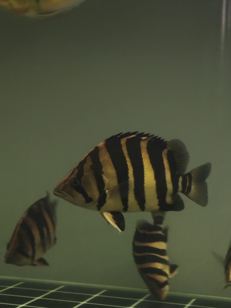 一入魚坑深似海