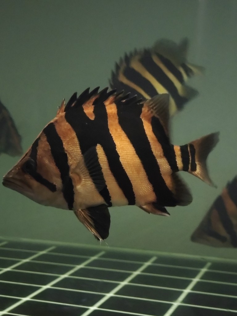 一入魚坑深似海