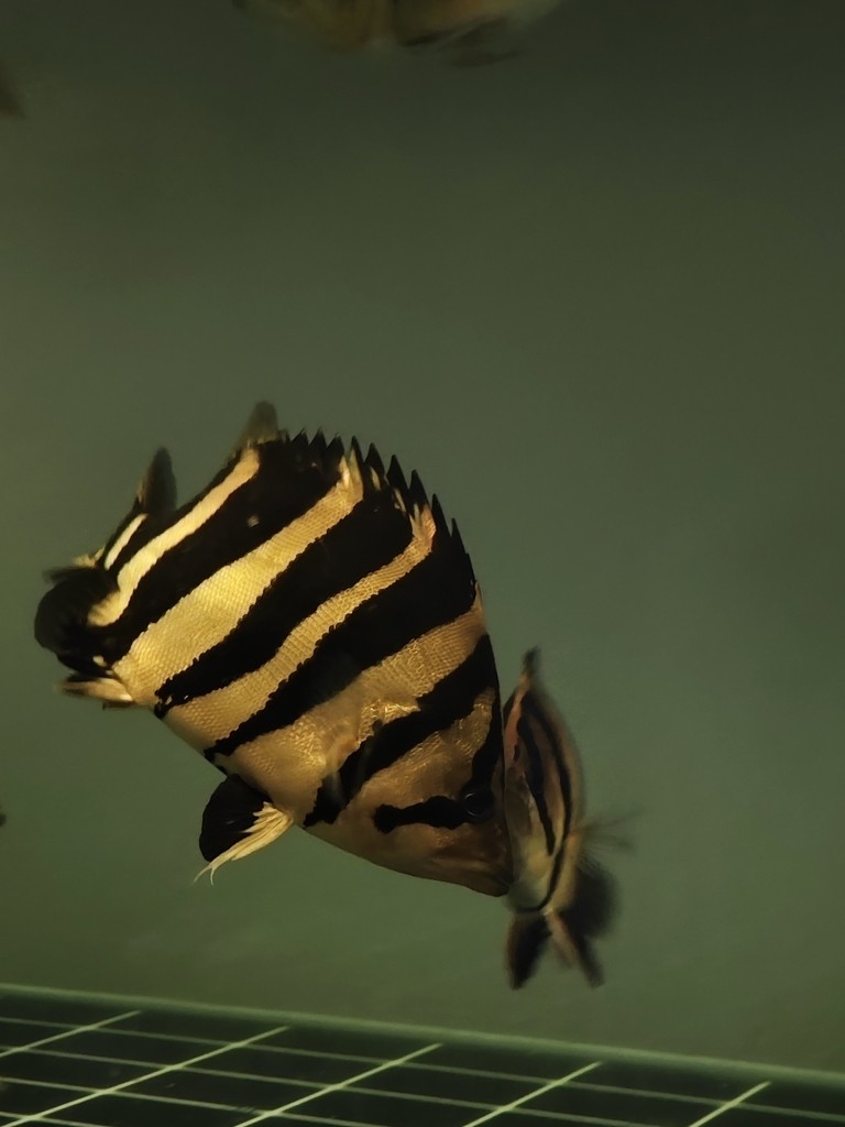 一入魚坑深似海