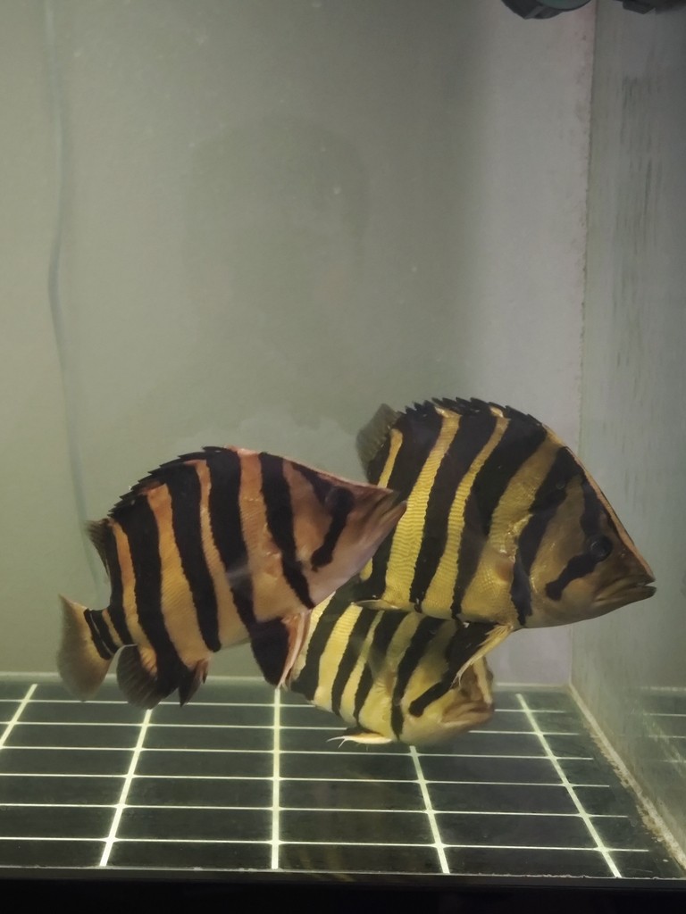 一入魚坑深似海