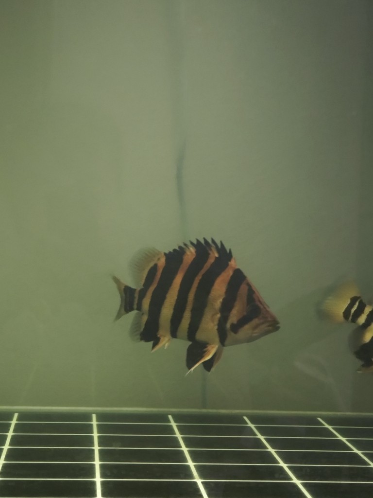 一入魚坑深似海