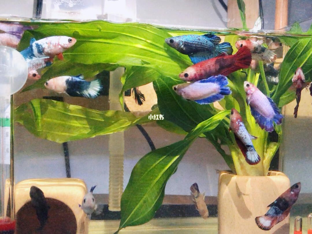 魚缸的媽媽：魚缸作為母親角色在家庭中的體現(xiàn)