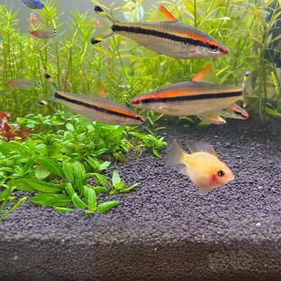 魚缸的媽媽：魚缸作為母親角色在家庭中的體現(xiàn)