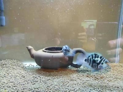 魚缸的媽媽：魚缸作為母親角色在家庭中的體現(xiàn)