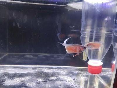 魚缸的媽媽：魚缸作為母親角色在家庭中的體現(xiàn)