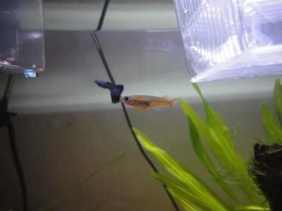 魚缸的媽媽：魚缸作為母親角色在家庭中的體現(xiàn)