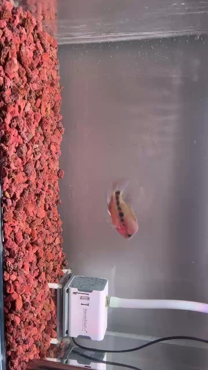 紅馬更新