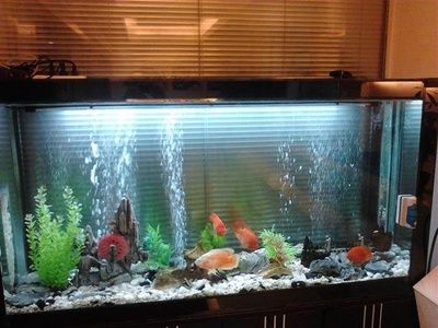 店鋪魚(yú)缸的擺放風(fēng)水原則：店鋪魚(yú)缸擺放的風(fēng)水原則