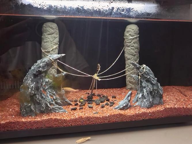 雷龍魚可以和虎斑恐龍混養嗎圖片視頻大全