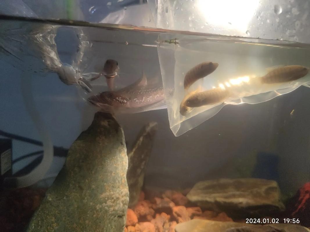 雷龍魚可以和虎斑恐龍混養嗎圖片視頻大全