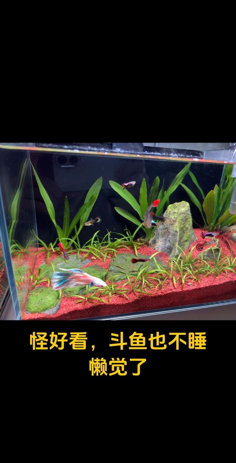 雷龍魚可以和虎斑恐龍混養嗎圖片視頻大全