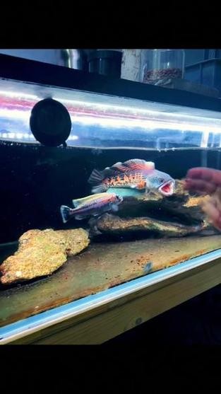 雷龍魚可以和虎斑恐龍混養嗎圖片視頻大全