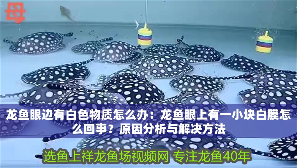 龍魚眼邊有白色物質怎么辦：龍魚眼上有一小塊白膜怎么回事？原因分析與解決方法
