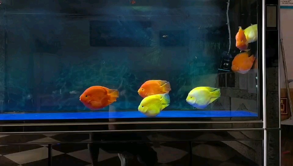 養一些小家伙‘嘟嘟嘴’